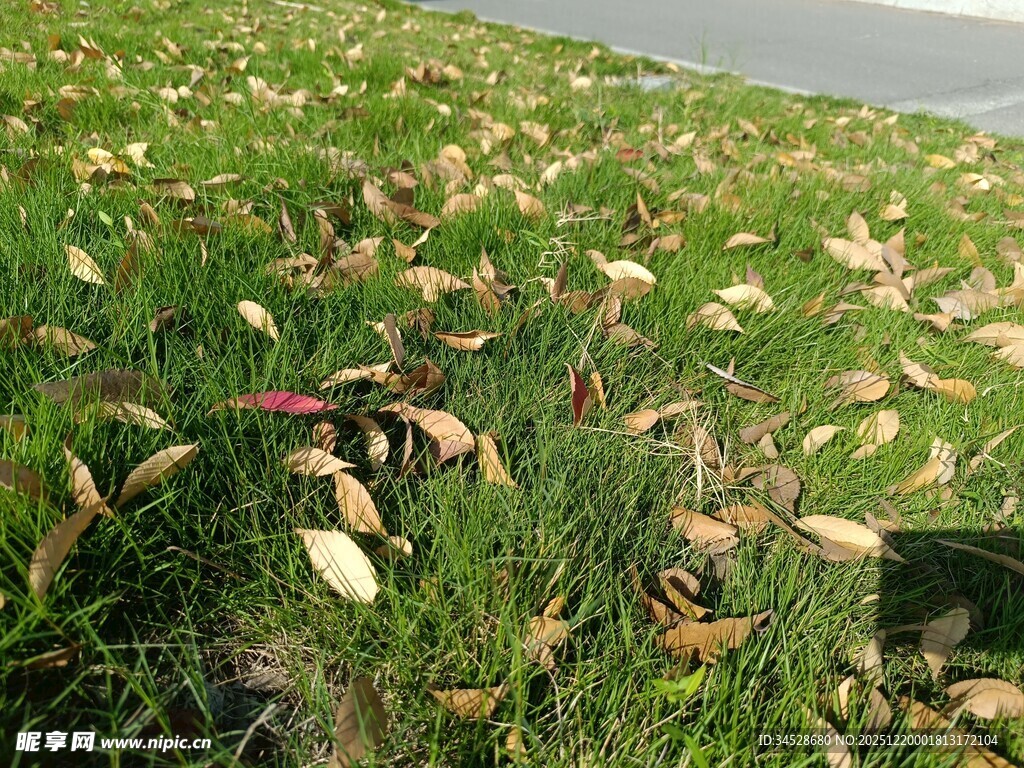 路边草地落叶景象
