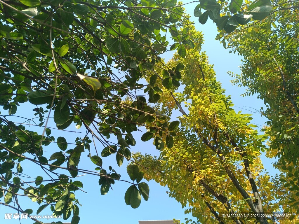 蓝天映衬下的繁茂树叶