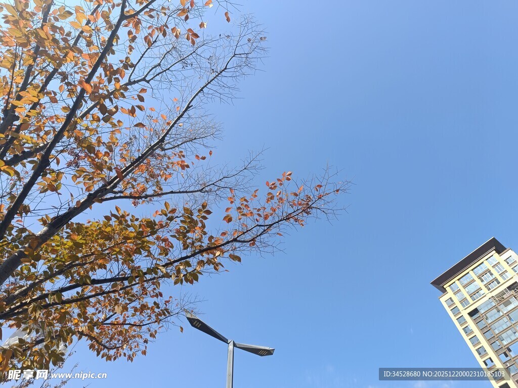 秋日树梢与高楼景致