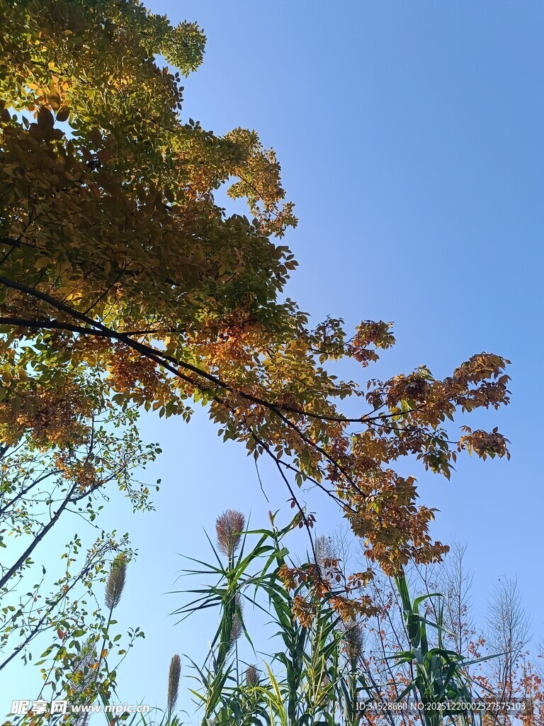 秋日树梢映蓝天