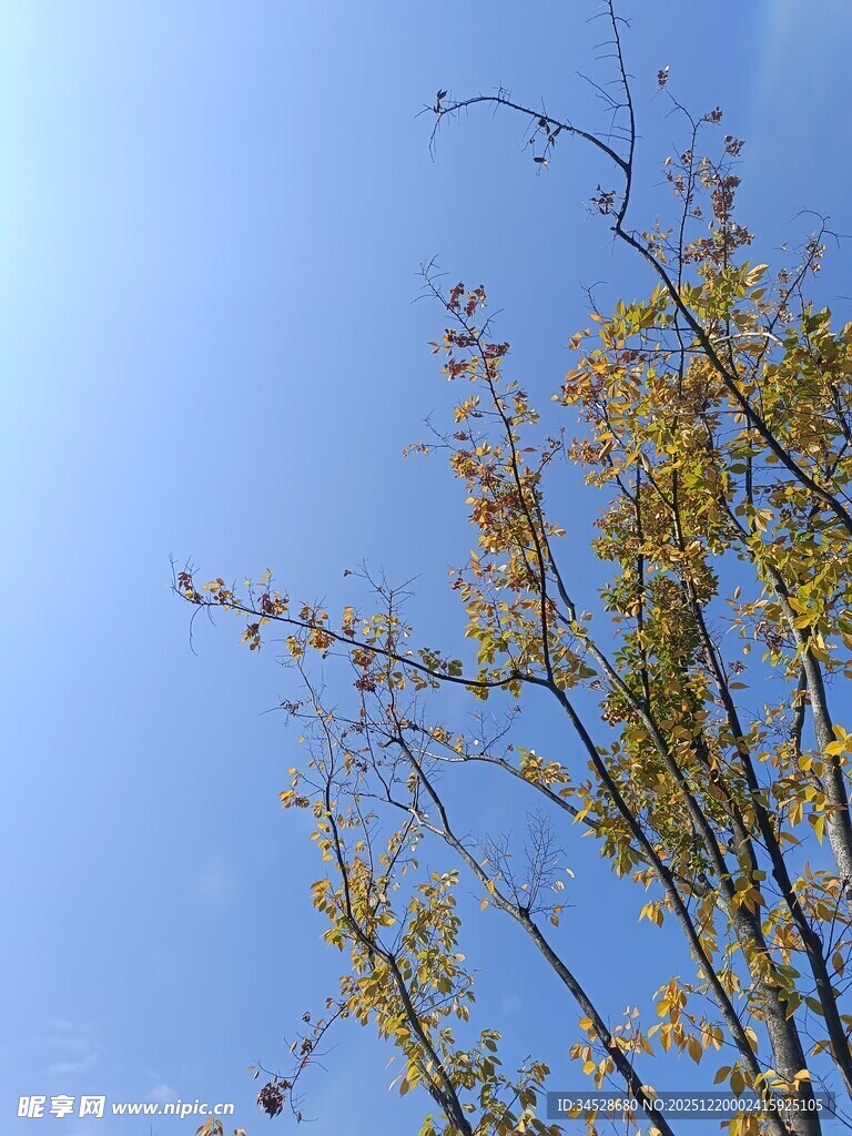 蓝天映衬下的金黄树枝