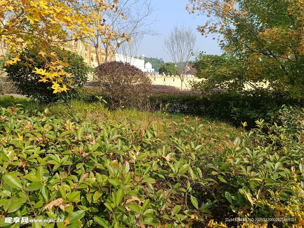 秋日繁茂绿植景观
