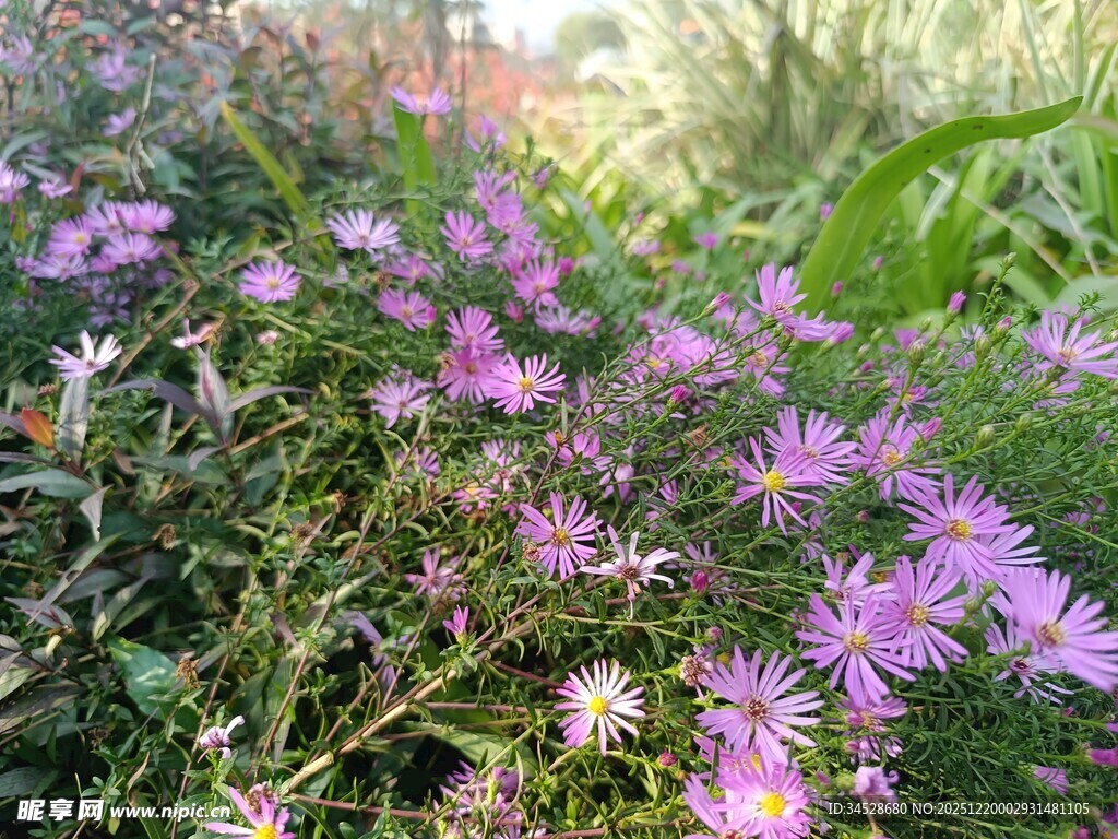 烂漫紫花绽放绿意间