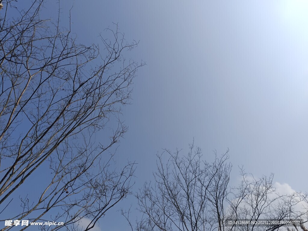 冬日光秃树枝与晴朗天空