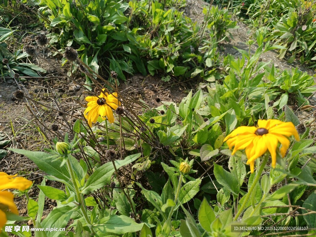 野外绽放的黄色小花