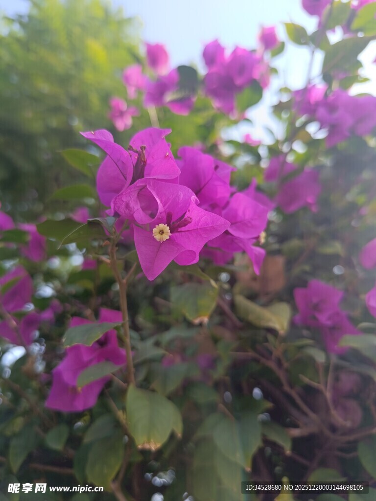 艳丽三角梅绽放