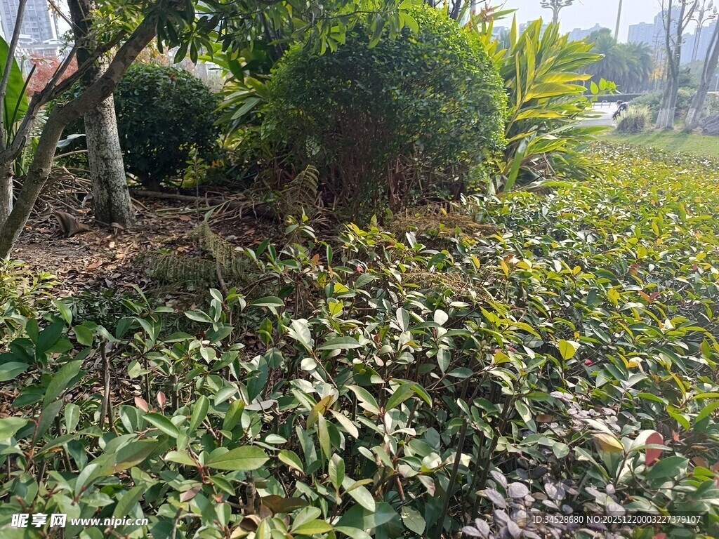 绿意盎然的户外植物景观