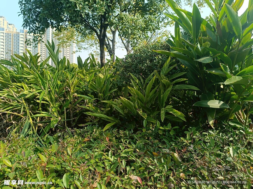 绿意盎然的户外植物景观