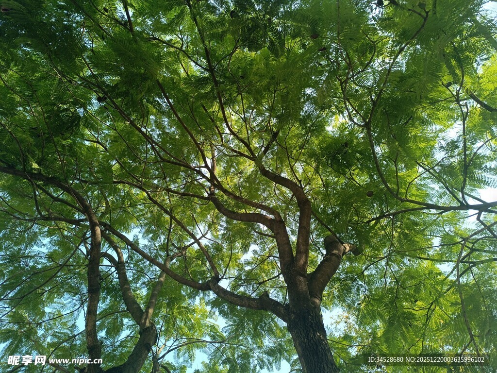 仰视繁茂绿树树冠