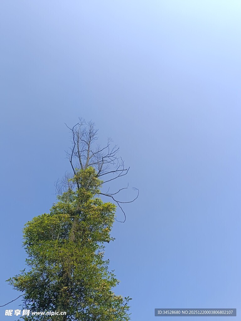 蓝天映衬下的挺拔绿树