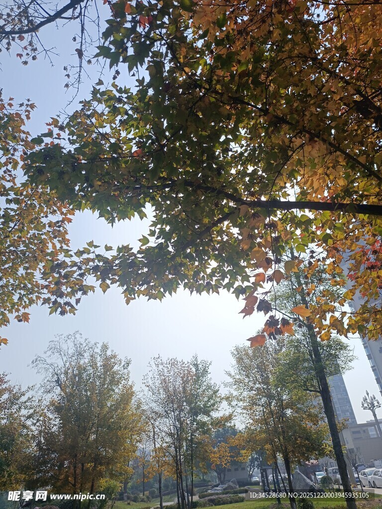 秋日城市街头斑斓树木景观