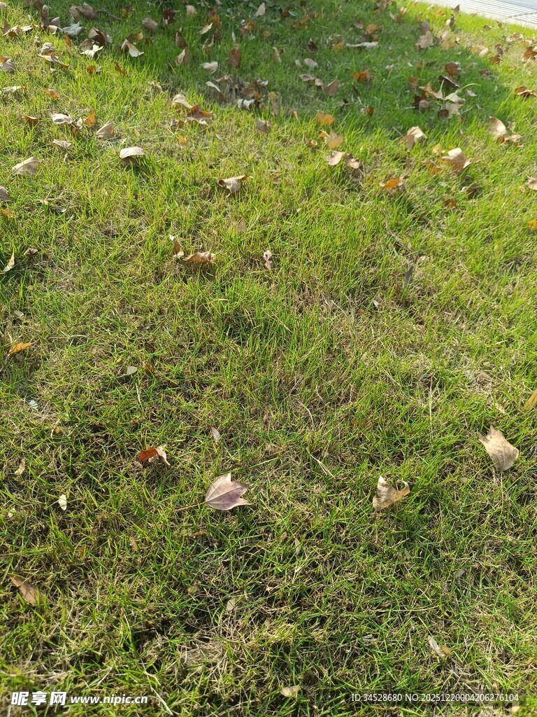 草地上的蘑菇群