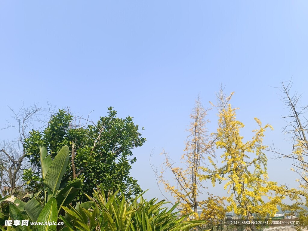 蓝天映衬下的多彩树木