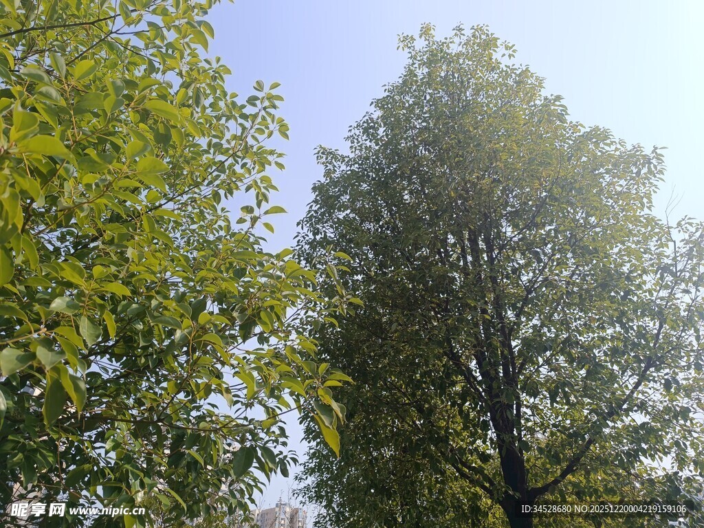 阳光下的葱郁树木