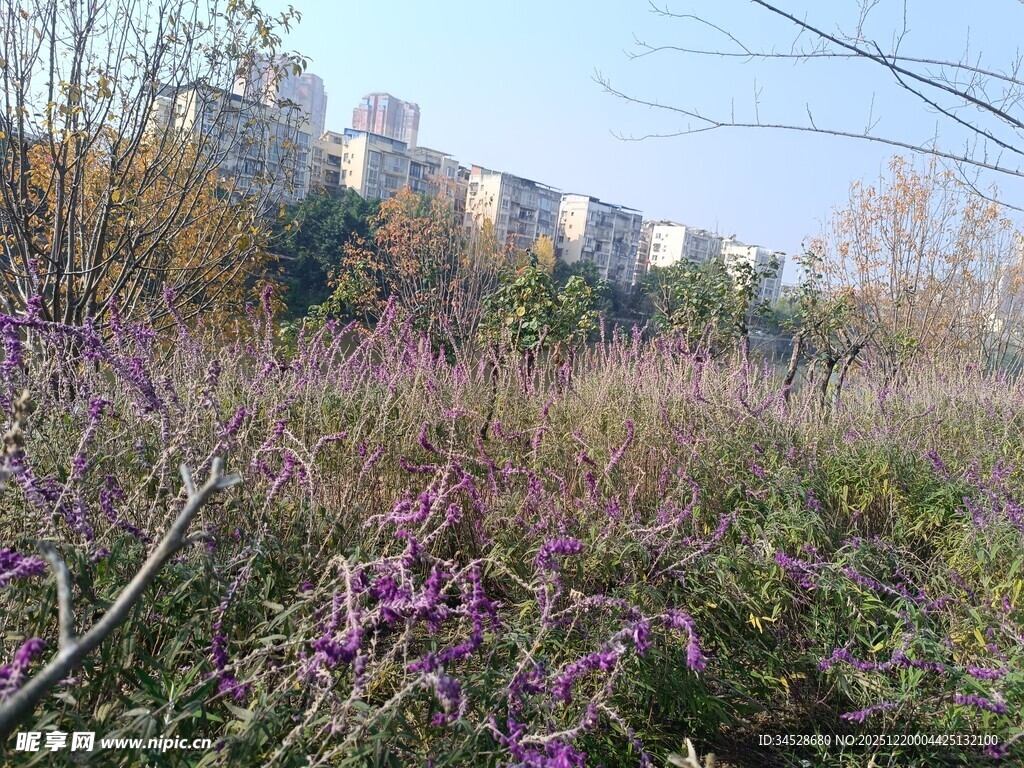 秋日郊野紫色花丛景致