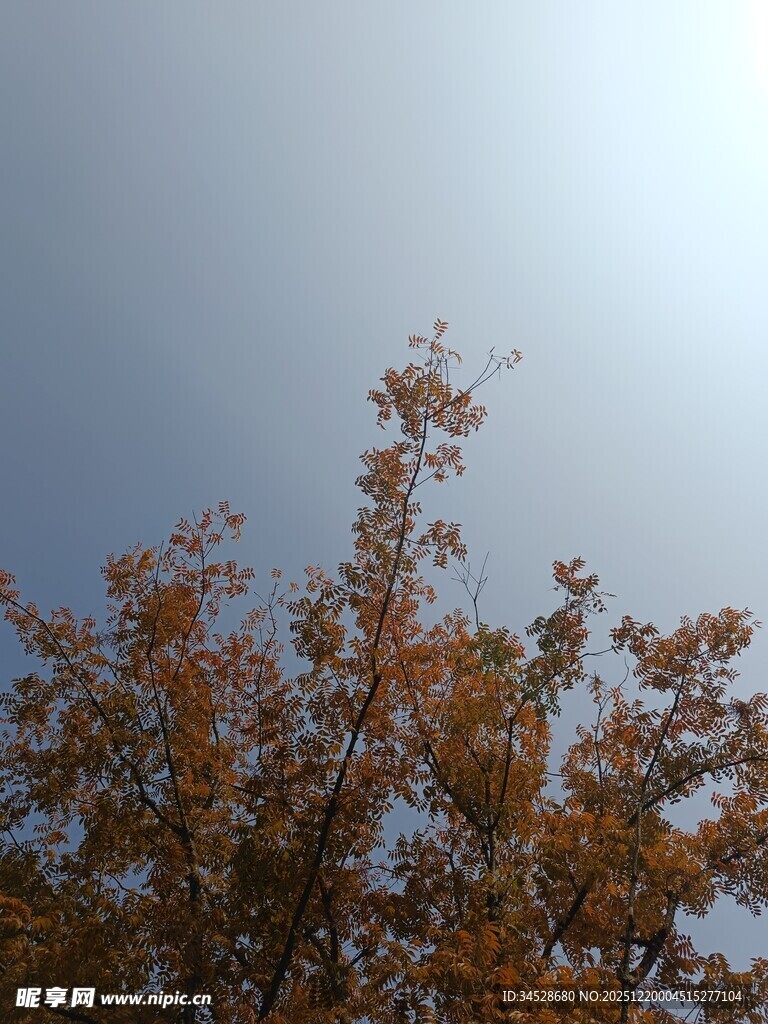 秋日树梢映蓝天