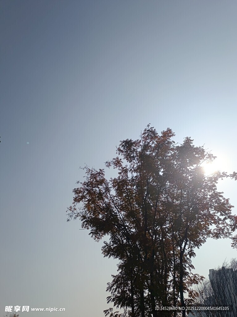 阳光下的树木剪影