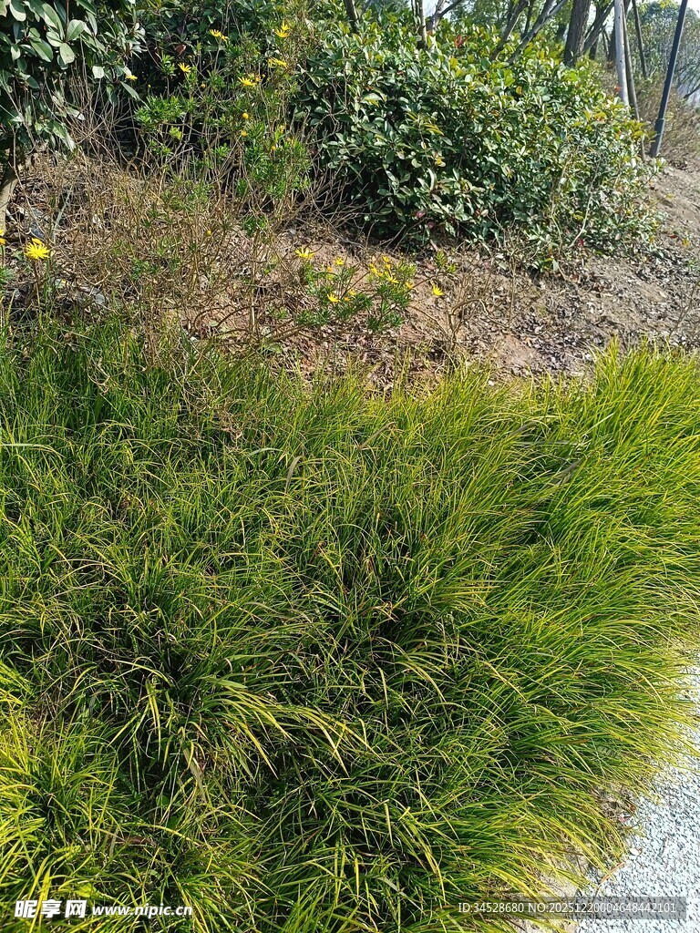 水边葱郁绿植景观