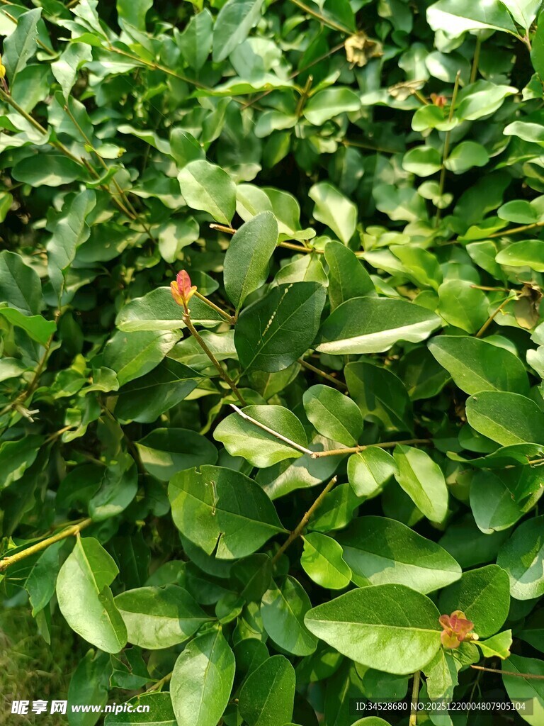 绿叶繁茂的植物景观