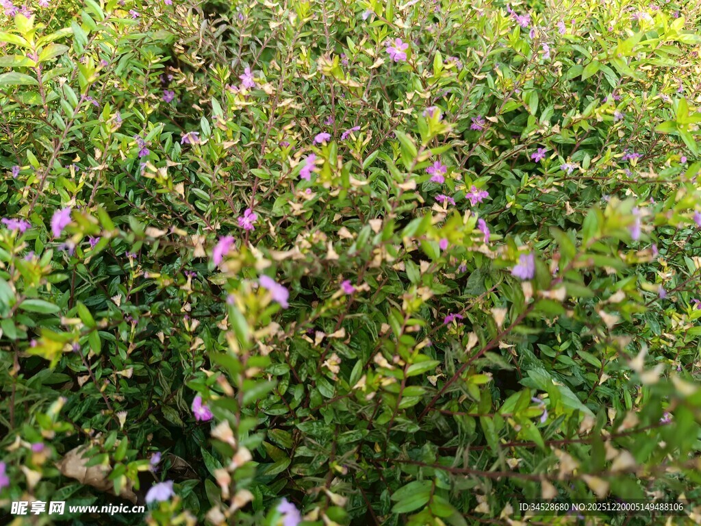 繁茂花丛中的紫色小花