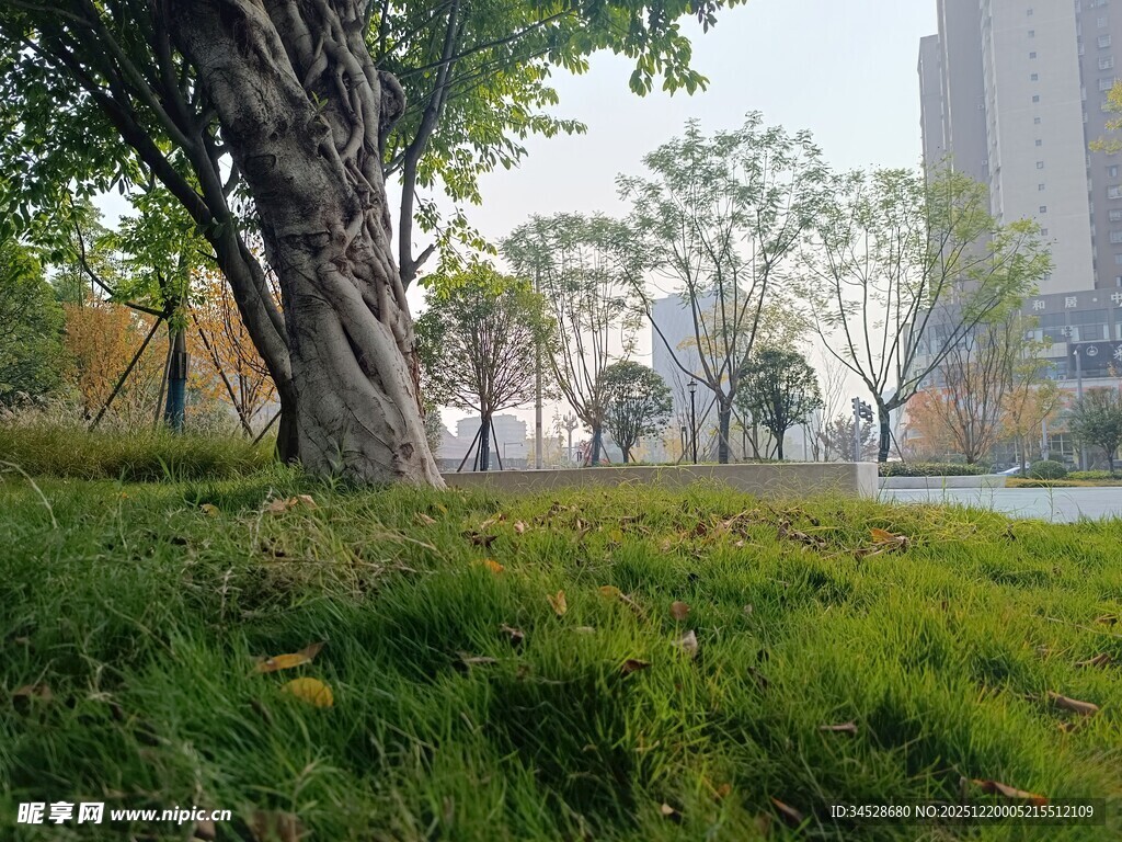城市中葱郁草地与树木景观