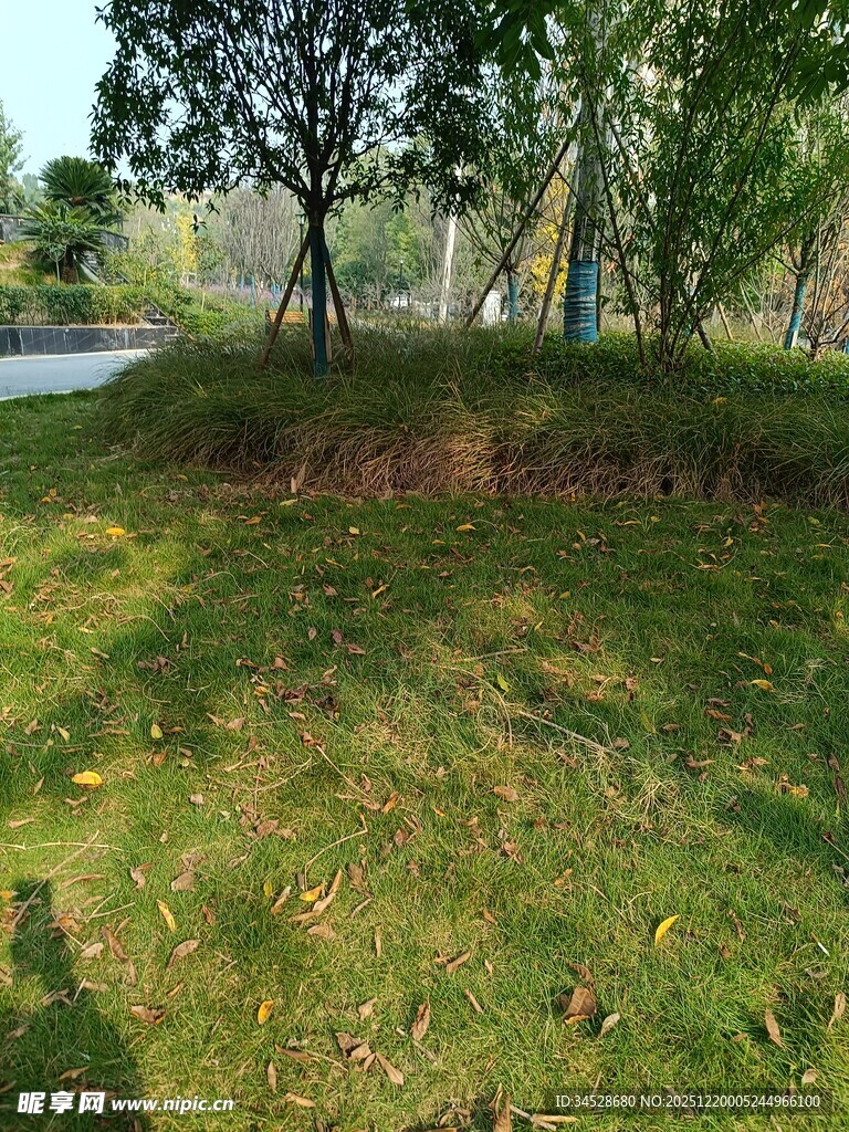 户外草地与树木景观