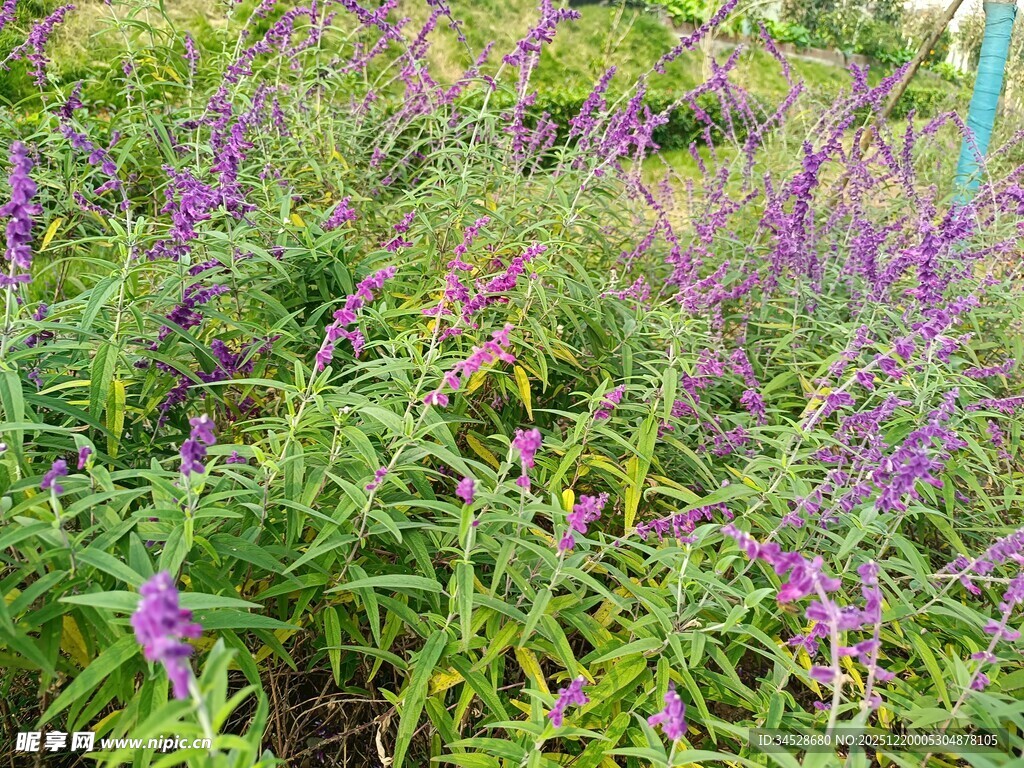 紫色花卉植物景观