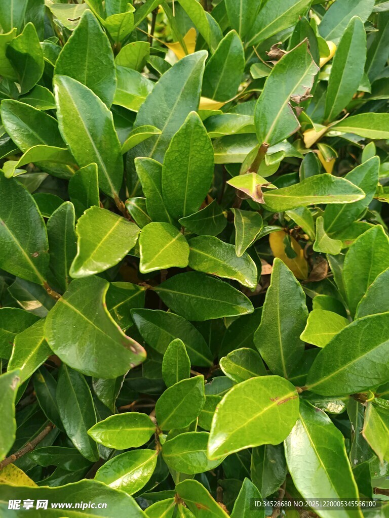 翠绿繁茂的绿叶植物