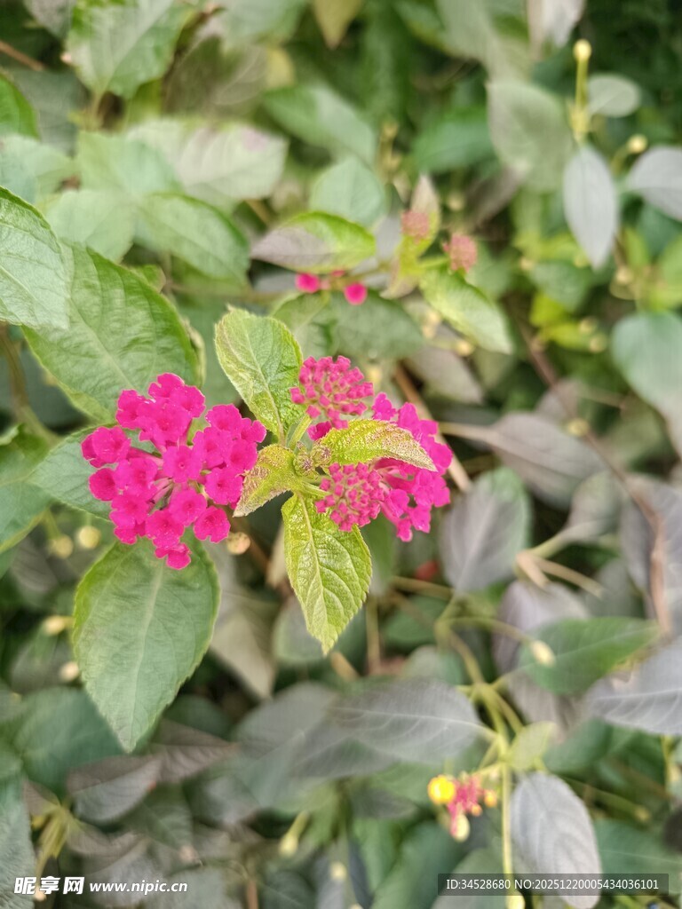 娇艳粉花绽放绿叶间