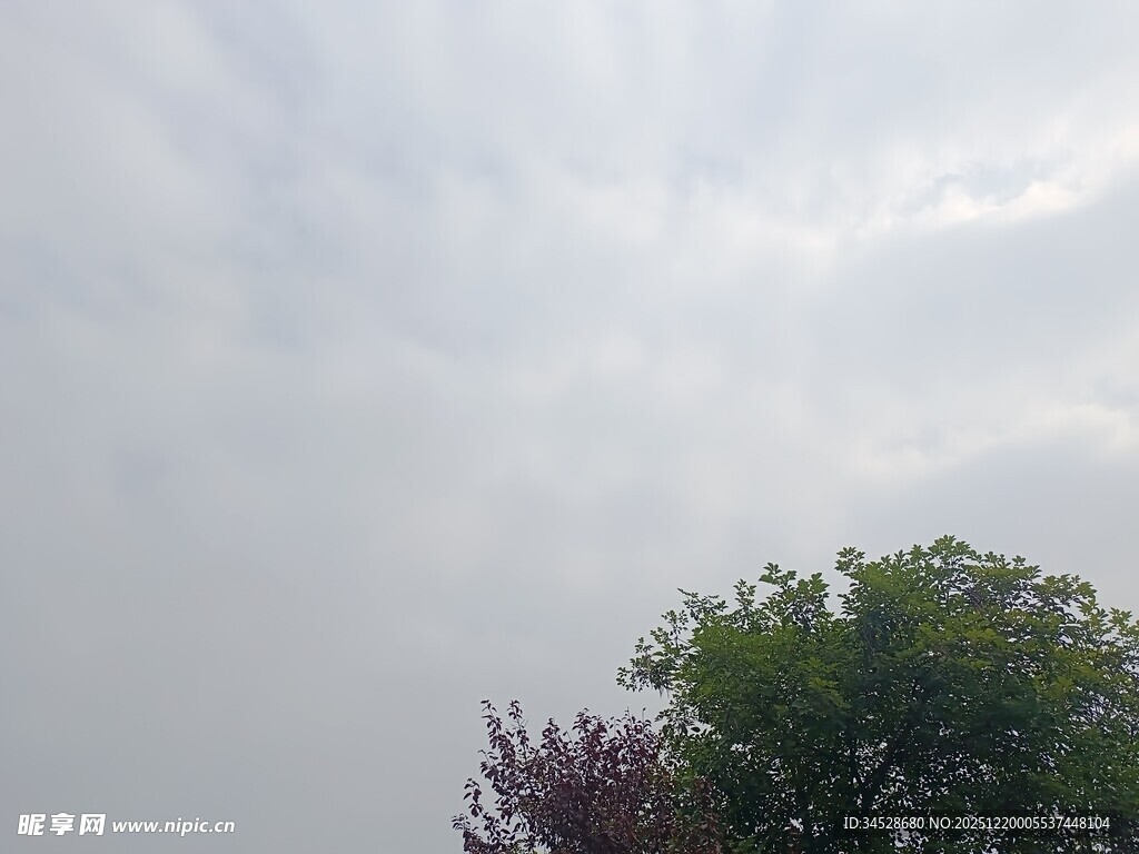 天空下的绿树与紫花