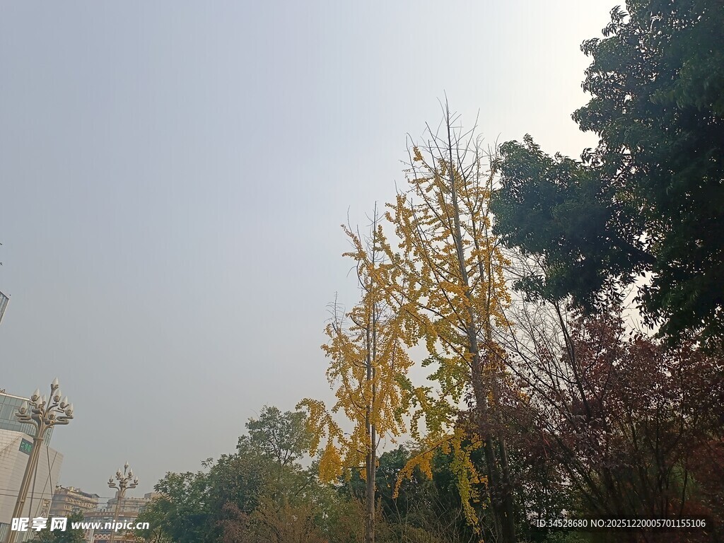 秋日多彩树木景致