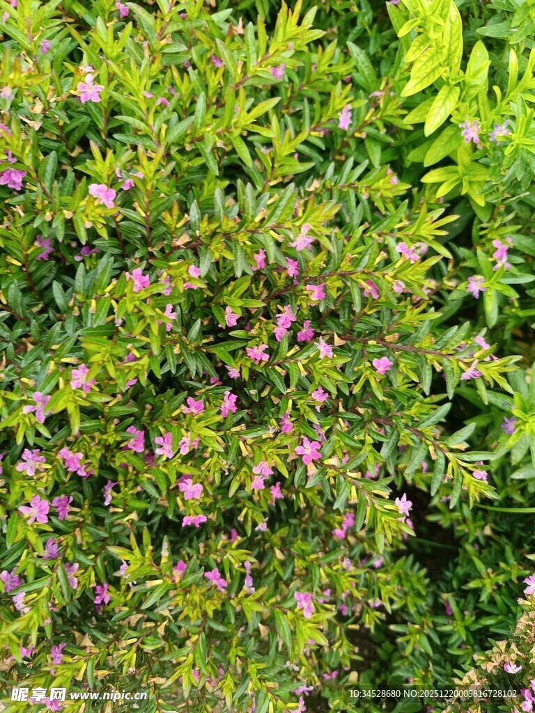 绿叶间绽放的紫色小花