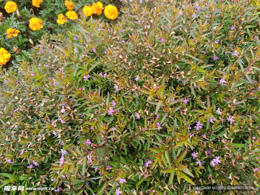 多彩花草构成美丽景致