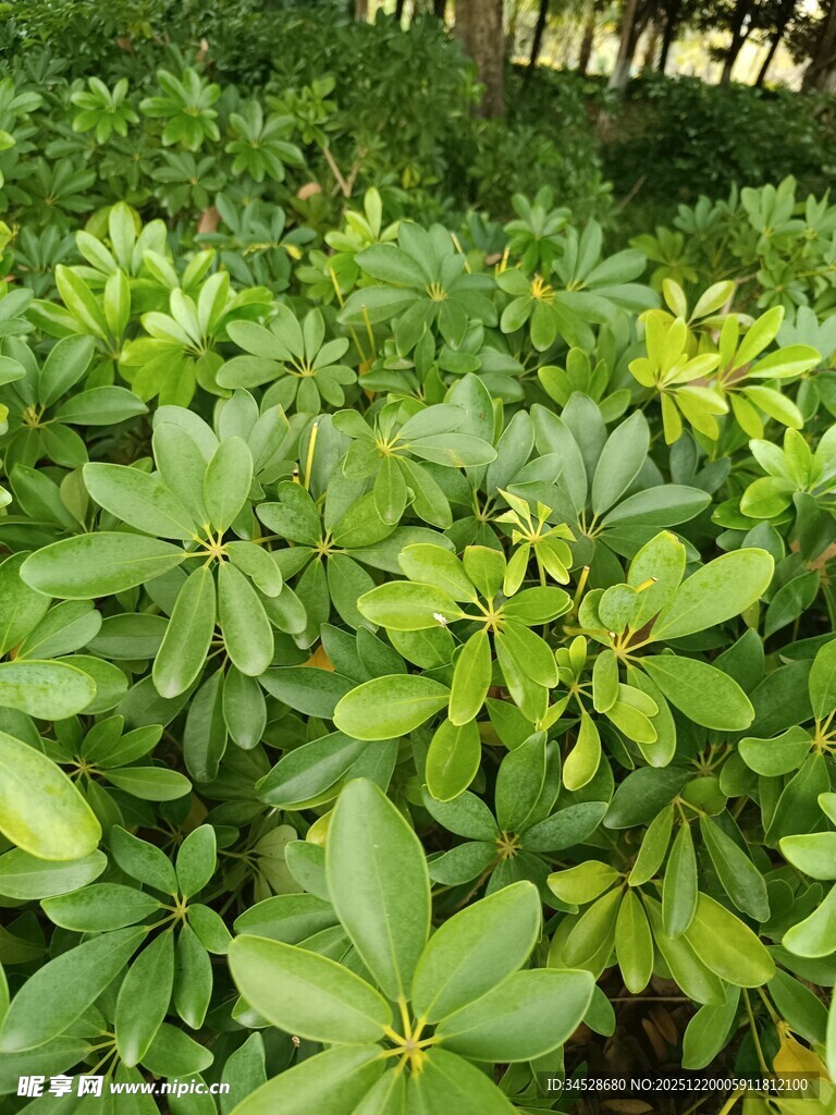 绿叶繁茂的绿植景观