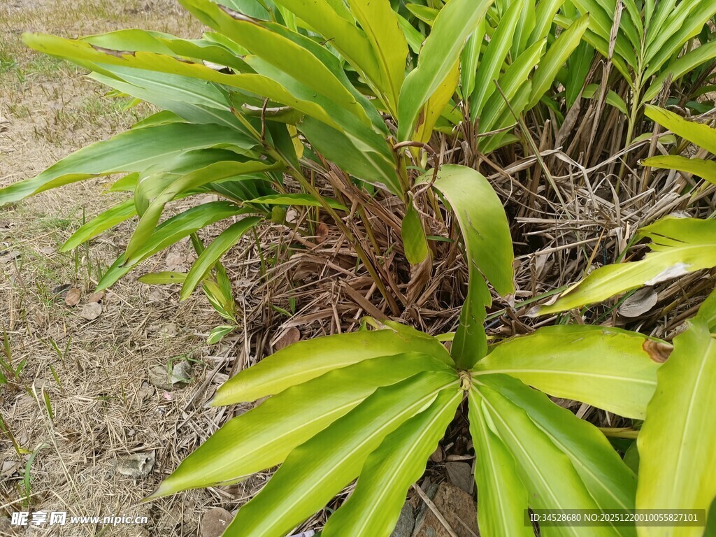 翠绿舒展的热带植物叶片