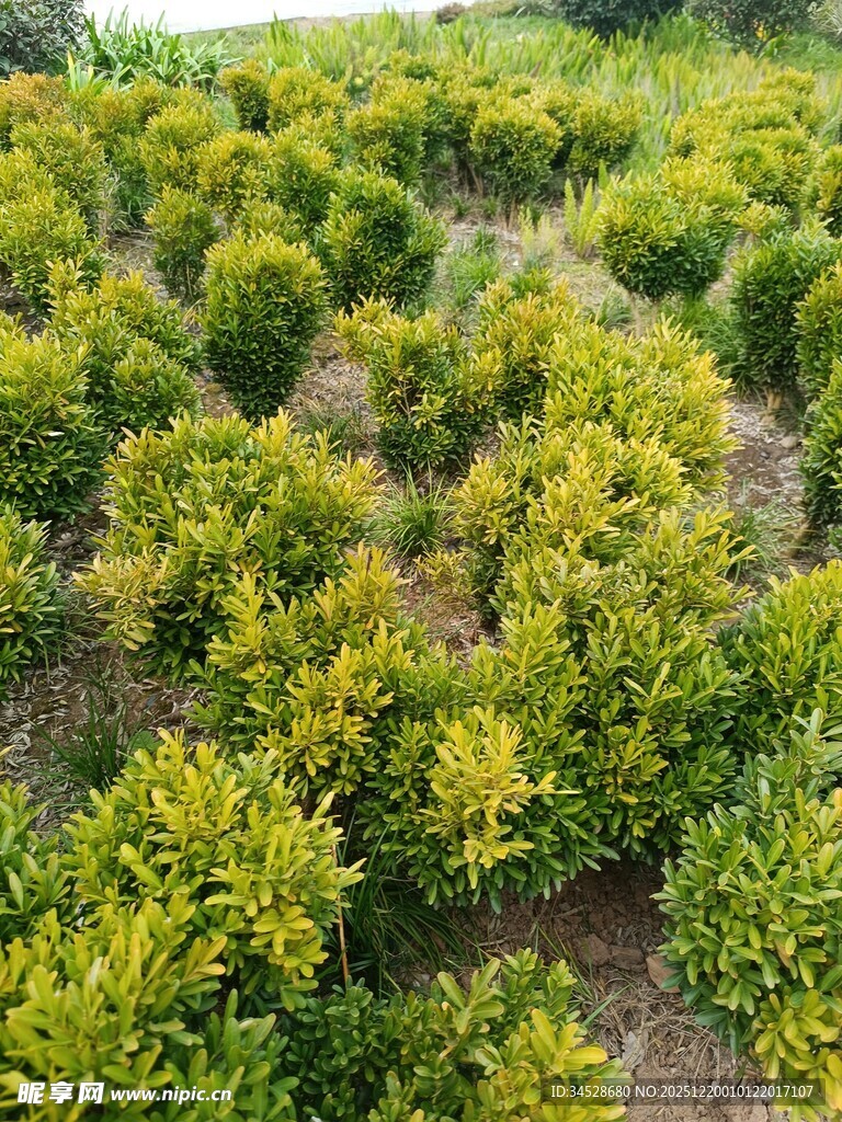 整齐排列的绿植景观