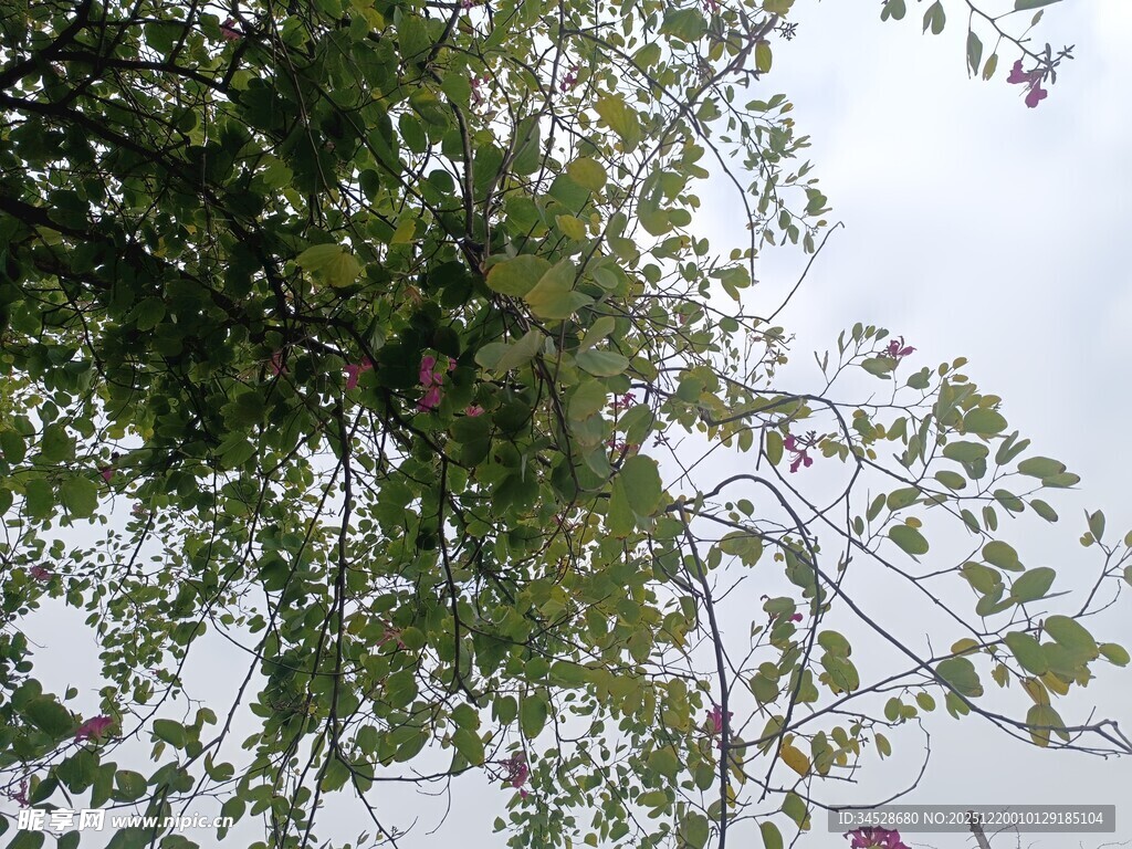 树上鸟巢隐于繁茂枝叶间