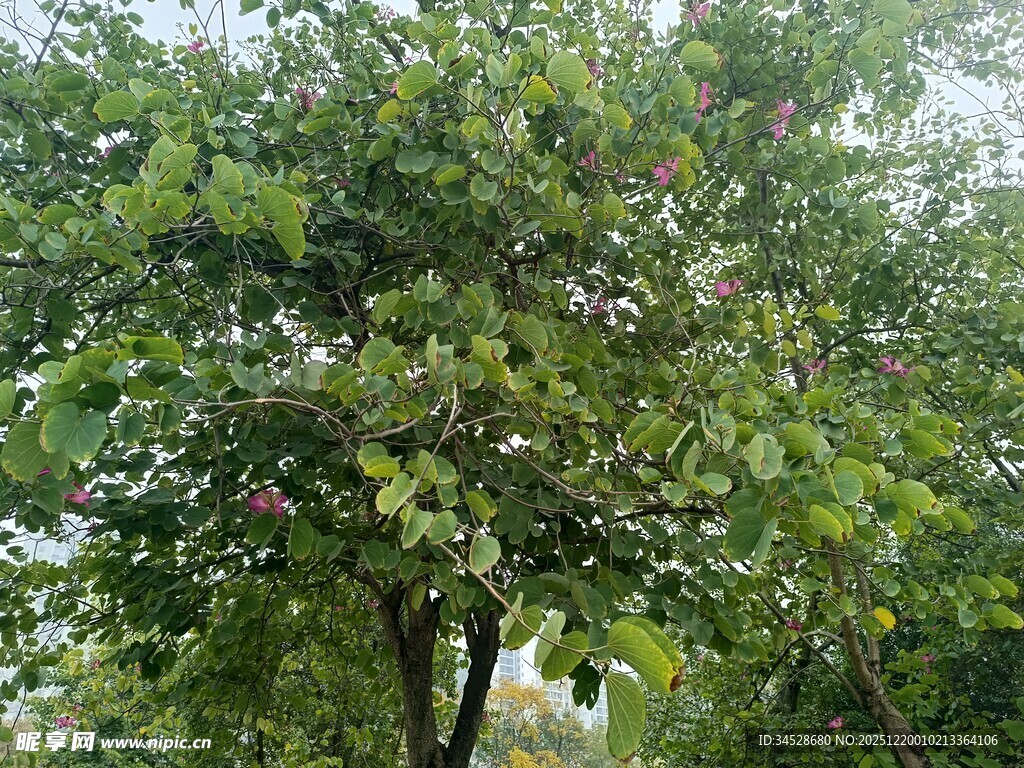 绿叶繁茂的树木