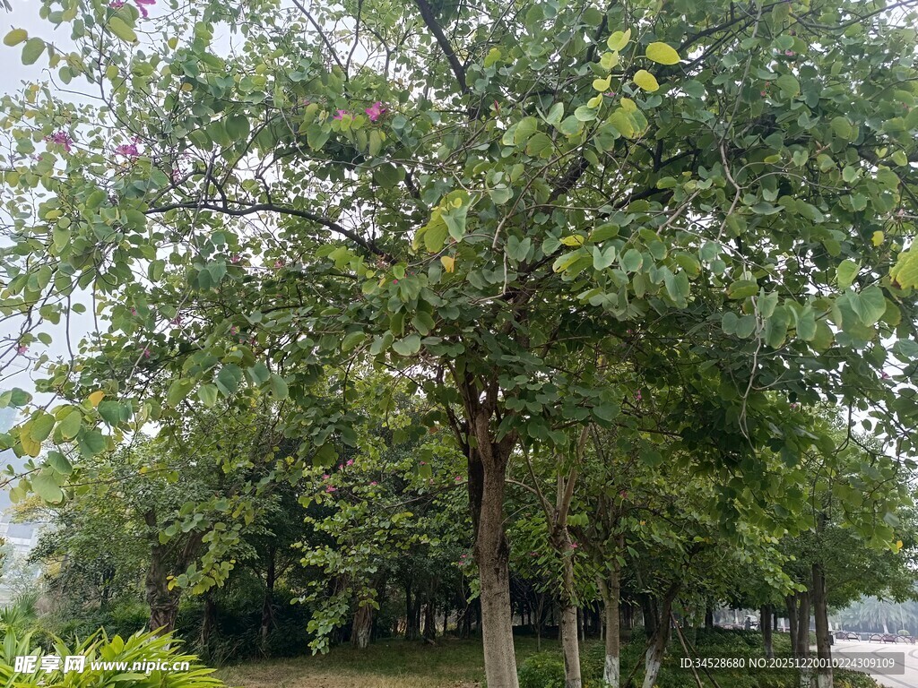 绿树成荫的户外景致