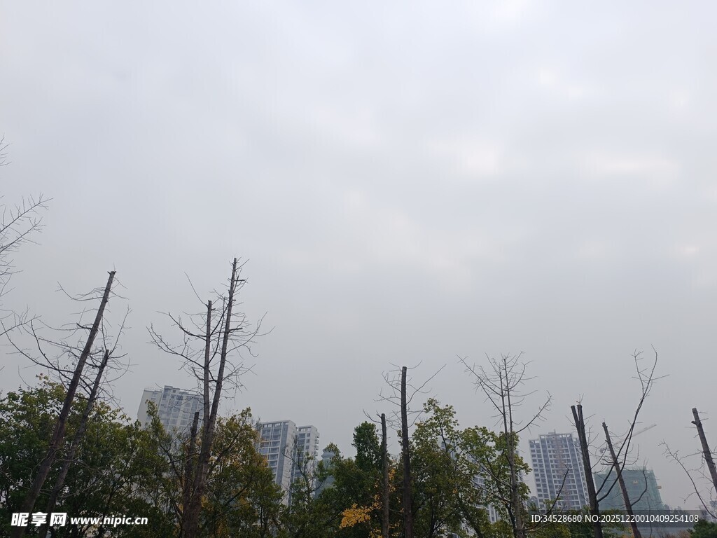 雾中枯树与绿植景观