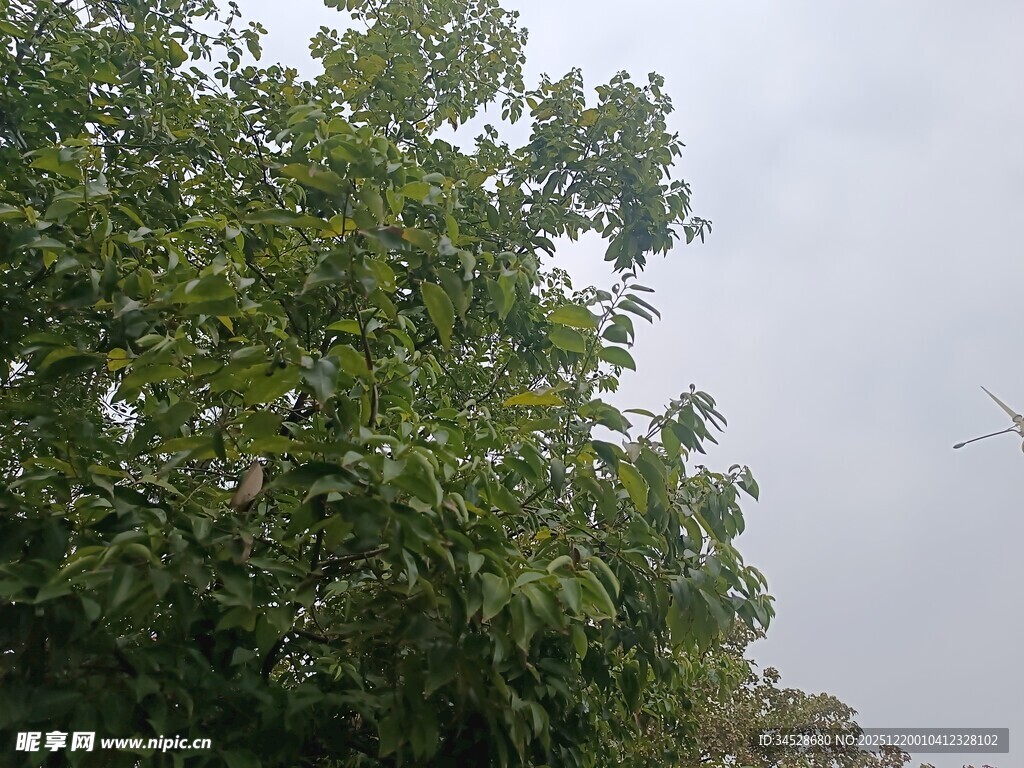 绿叶繁茂的树木