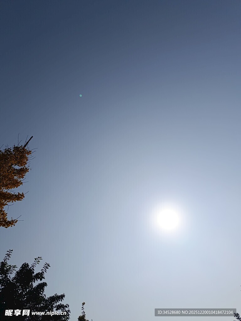 阳光下的树梢与蓝天