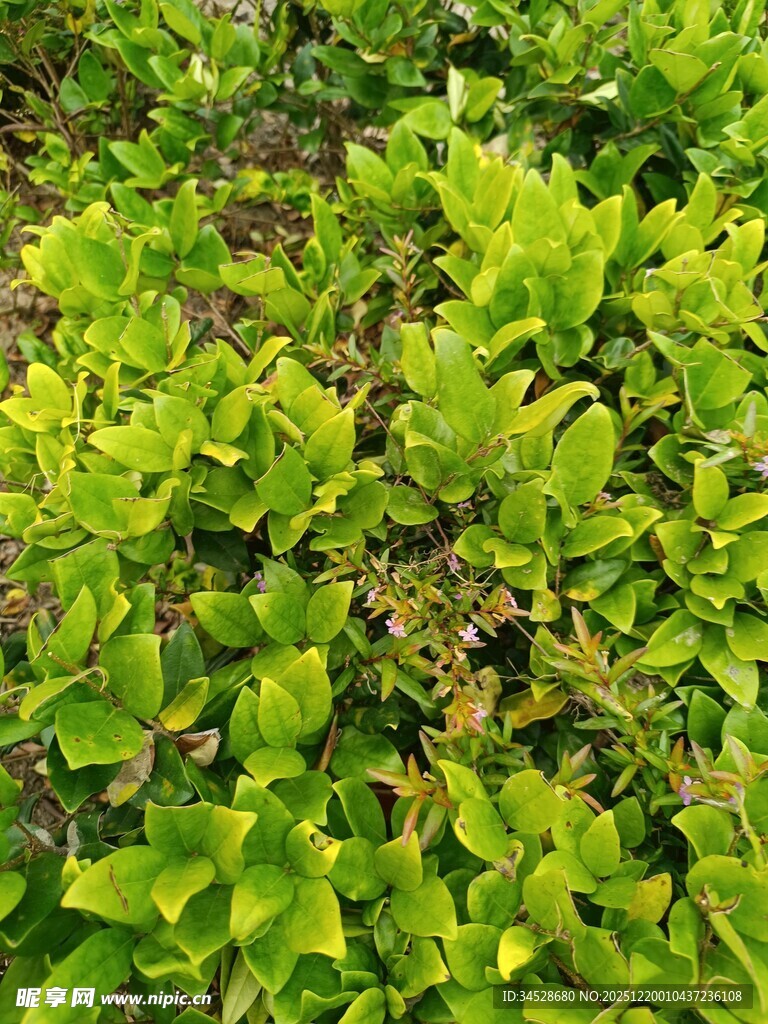 翠绿繁茂的绿植景观