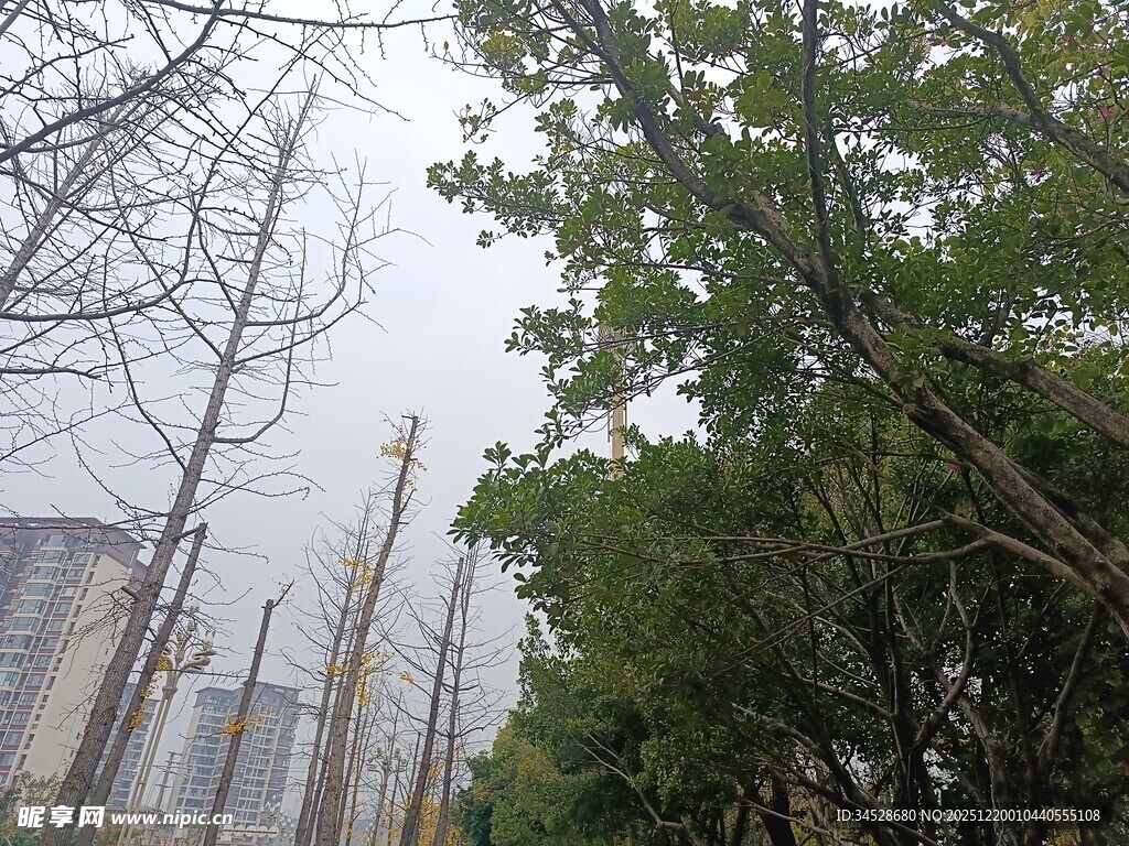 城市中树木与高楼景象