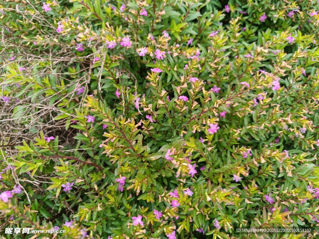 繁茂花丛中的紫色小花