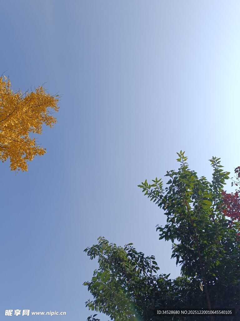 秋叶飘向蓝天绿树
