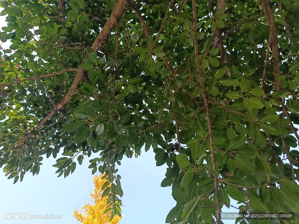 绿叶繁茂的树枝