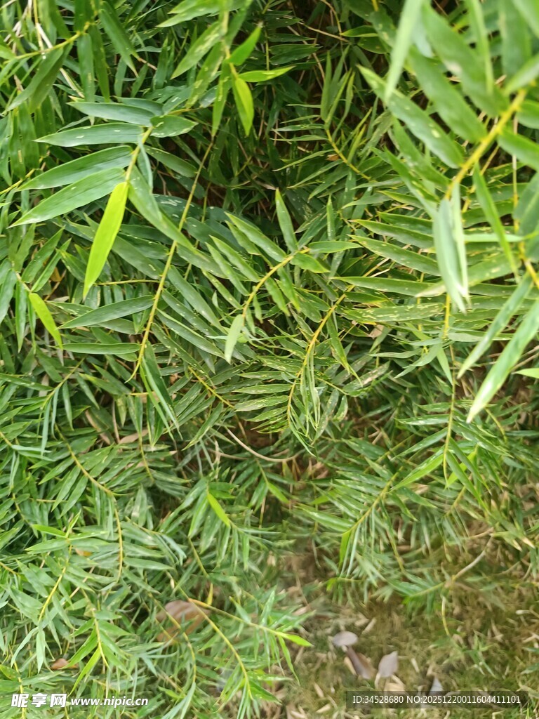 翠绿繁茂的蕨类植物