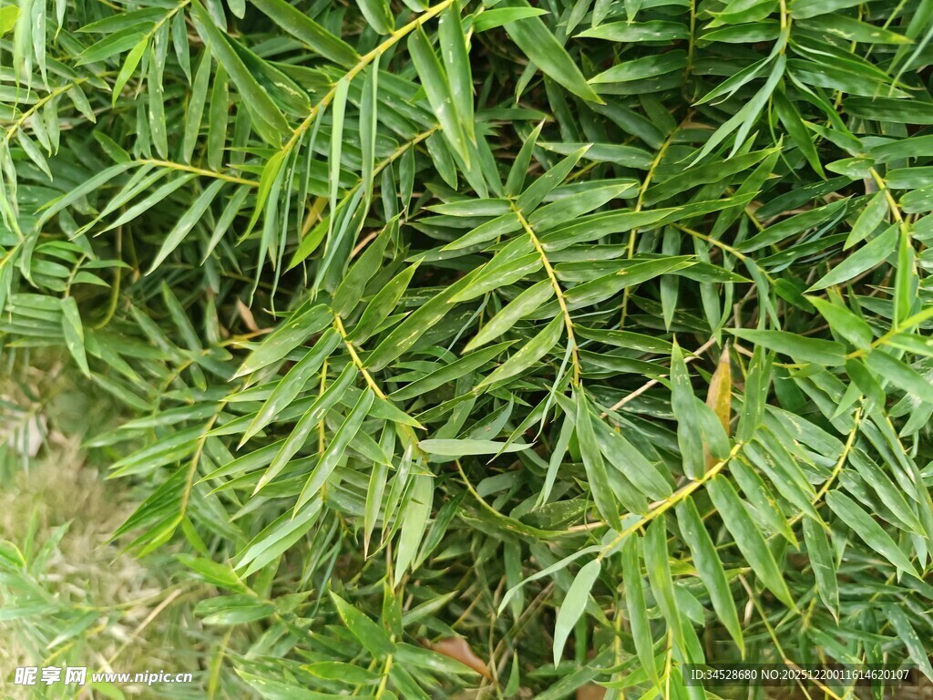 翠绿茂盛的蕨类植物叶片