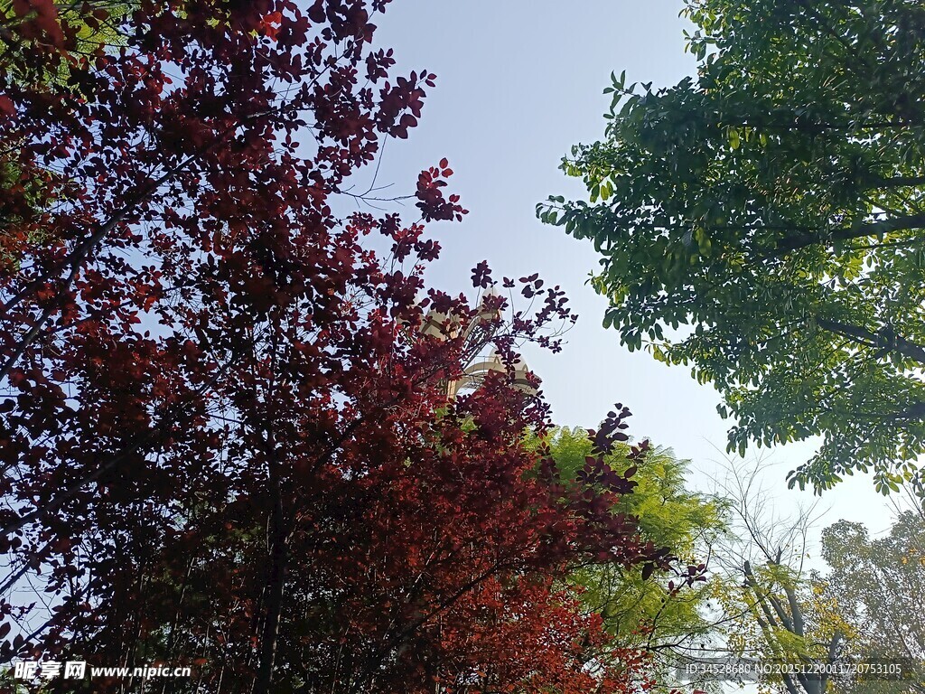 多彩树木映衬蓝天